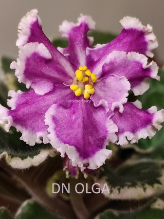 209. DN OLGA